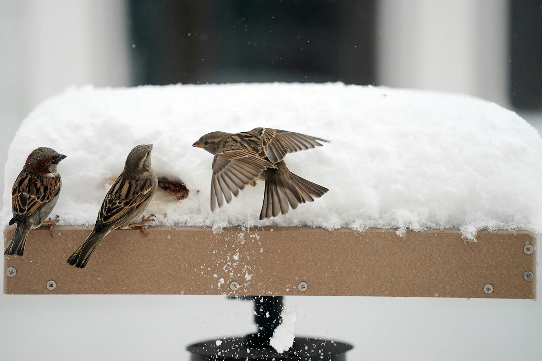 A few resourceful house sparrows dug under a pile of snow to get at seed on a feeder in northeast Minneapolis on Thursday, April 11, 2019.