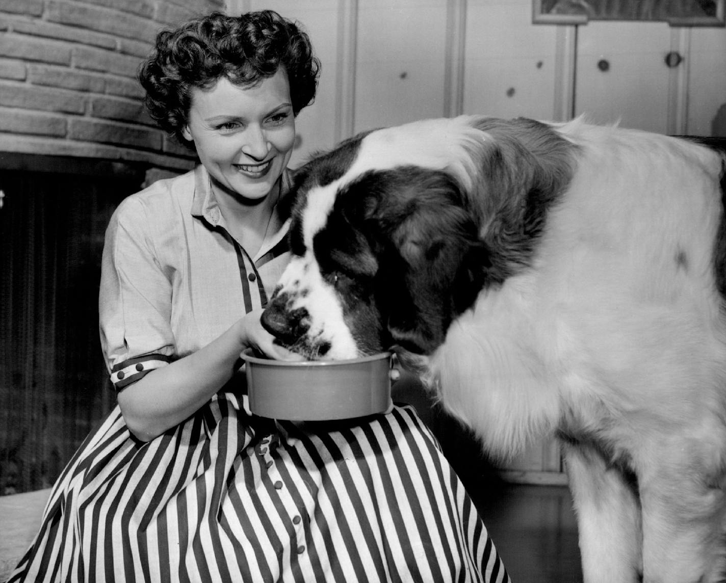 October 15, 1954 Betty White, star of DuMont's "Life with Elizabeth" show, has just about enough time to feed her huge St. Bernard, "Stormy," before dashing off to the studio from home. November 4, 1954 United Press