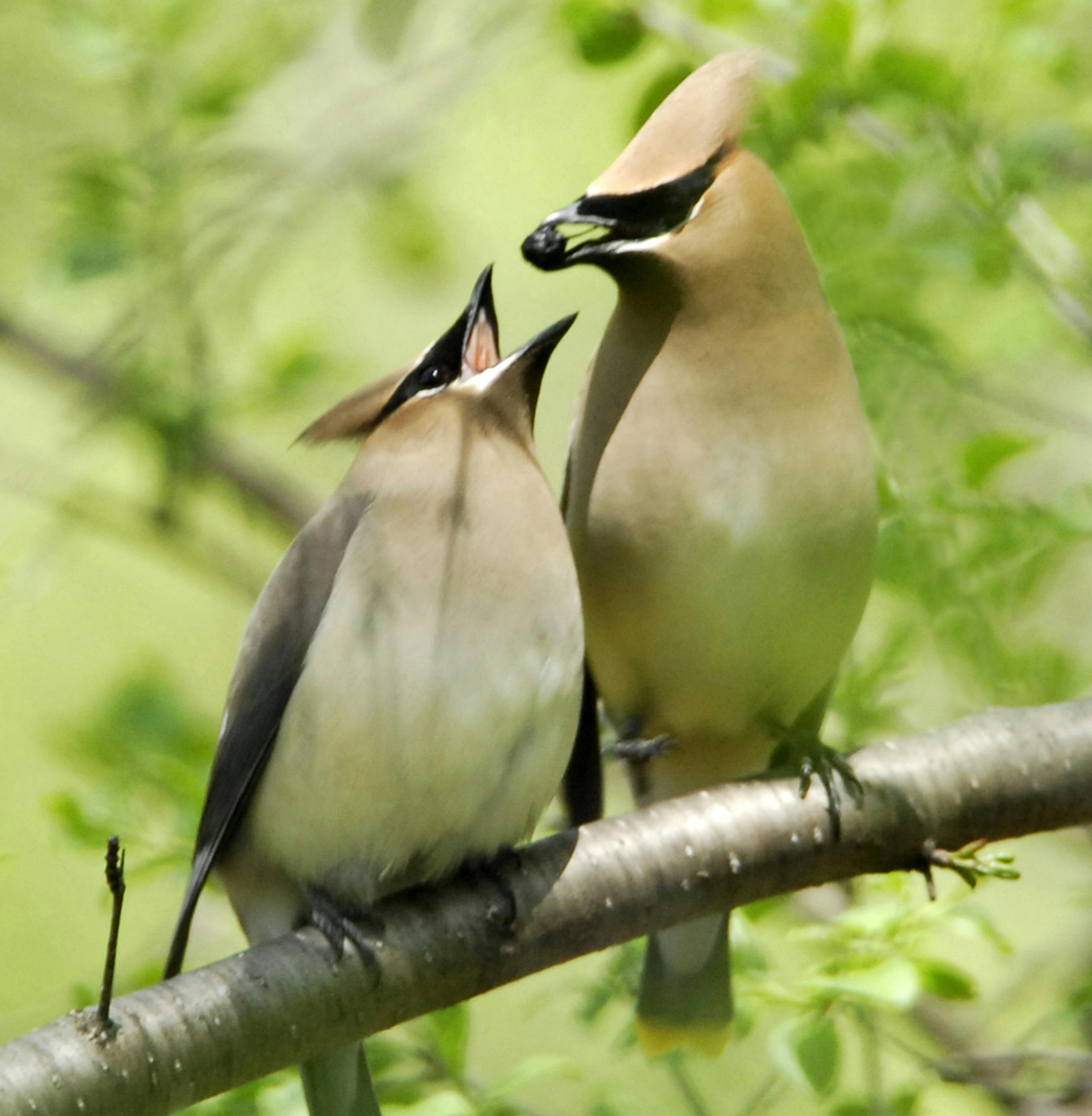 Jim Williams Special to the Star Tribune Cedar waxwings courting.