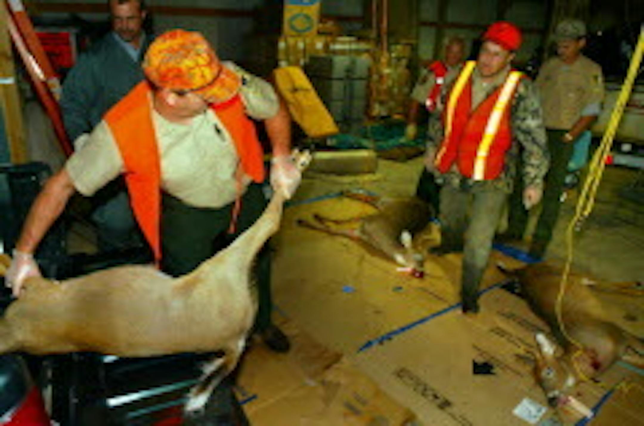 Guarding against chronic wasting disease among deer in Minnesota involves many steps, whether the animals are in the wild or raised on farms.