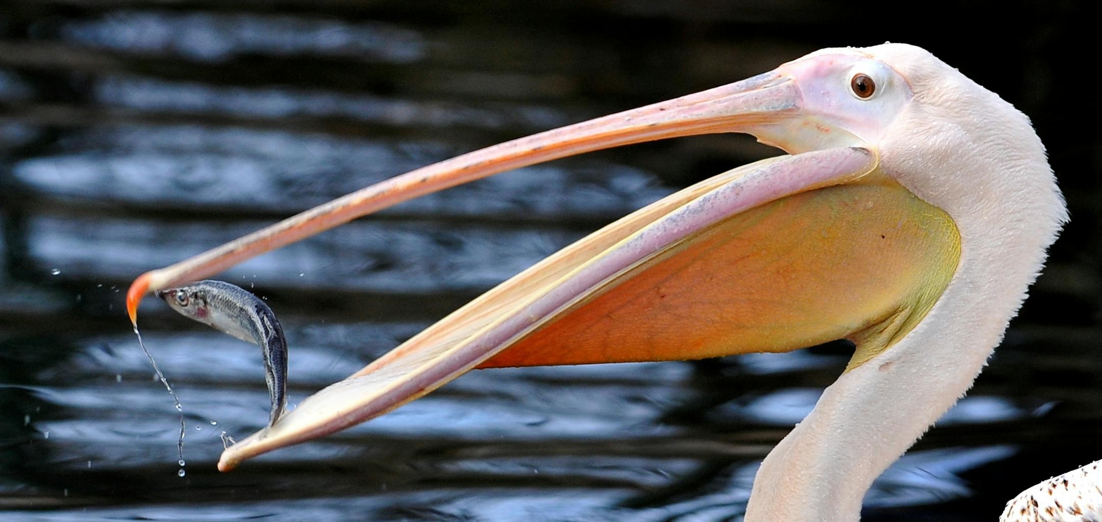 A Great White Pelican (Pelecanus onocrotalus) catches a fish in his compound at the zoo in Dresden, Germany, Wednesday, Jan. 2, 2013.