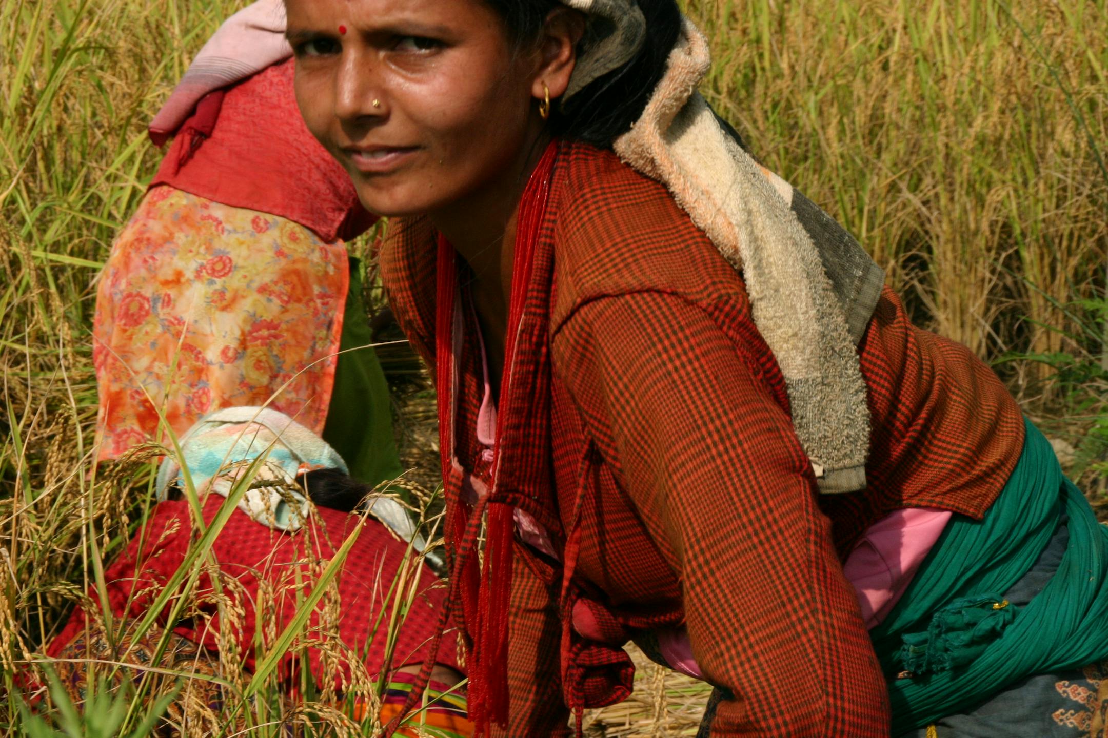 A farm worker harvested rice near Pokhara, in north-central Nepal.
