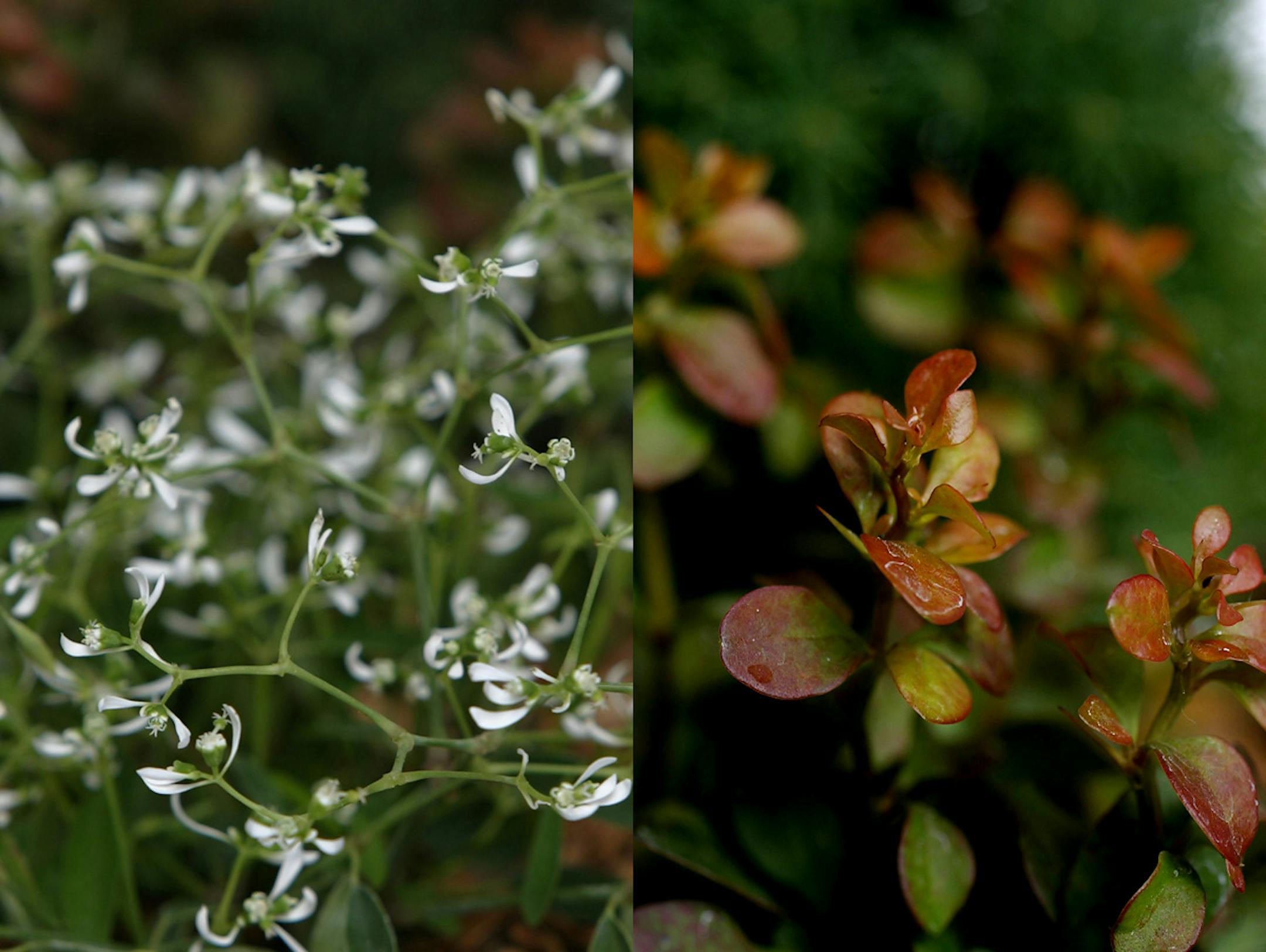 Halla Nursery also stocks gorgeous flower pots and container gardens.