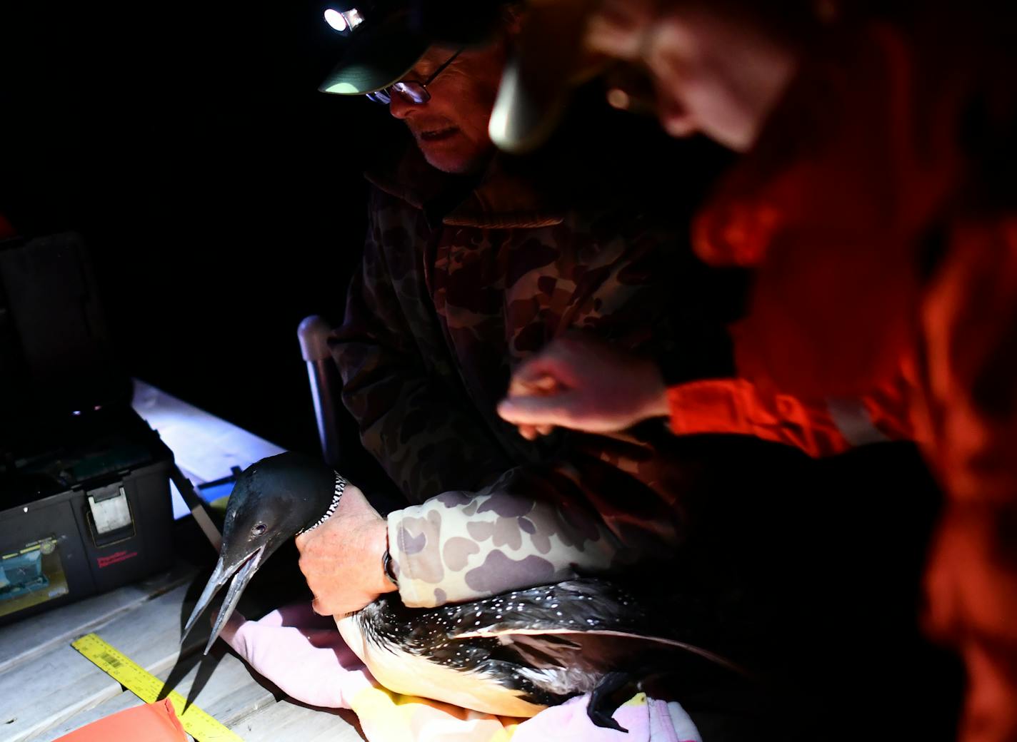 U.S. Geological Survey wildlife research biologist Kevin Kenow held a recently-captured loon by its neck as he and his crew prepared to tag and test the bird early Wednesday morning. ] (AARON LAVINSKY/STAR TRIBUNE) aaron.lavinsky@startribune.com A look at new loon research at a time when Minnesota stands to share in BP Oil Spill settlement money to benefit the state bird. We photograph U.S. Geological Survey wildlife research biologist Kevin Kenow, DNR non-game wildlife program specialist Lori N