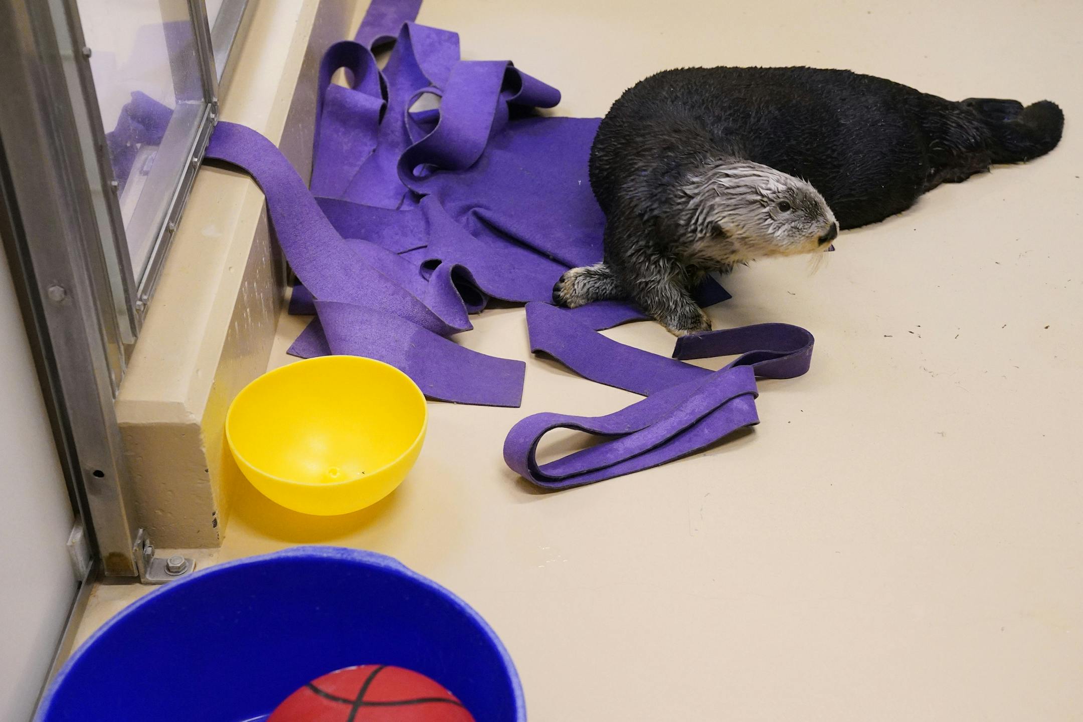 Rocky climbed up onto the platform to play with the toys in his off-exhibit pool as he chose to spent the afternoon behind the scenes Wednesday. ] ANTHONY SOUFFLE • anthony.souffle@startribune.com Rocky, a 12-year-old sea otter, spent the afternoon in his off-exhibit pool as he recovers from having his back flipper amputated earlier this month after a persistent infection Wednesday, Jan. 29, 2020 at the Minnesota Zoo in Apple Valley, Minn. , a surgery that has never been done before on a
