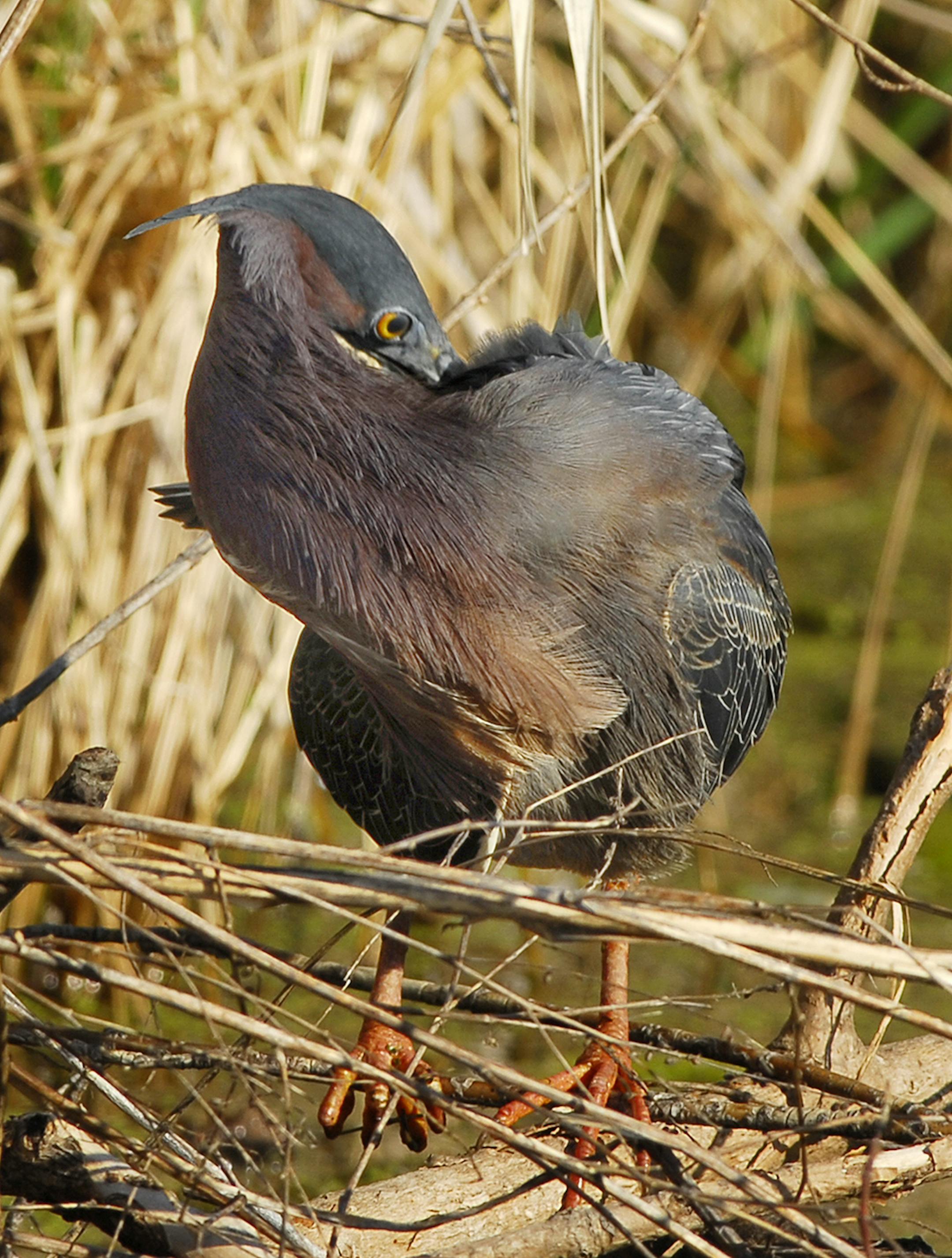 A green heron uses its beak to groom and arrange feathers, a daily task. credit: Jim Williams