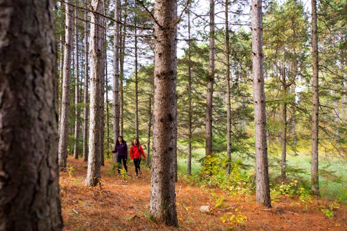 Minnesota Heritage Forest. Photo by Jay Brittain, provided by The Conservation Fund