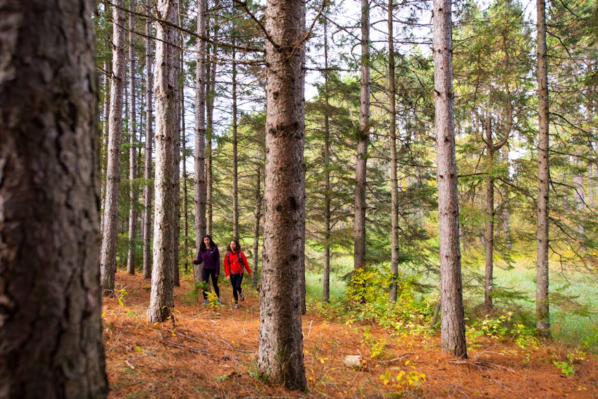 Minnesota Heritage Forest. Photo by Jay Brittain, provided by The Conservation Fund