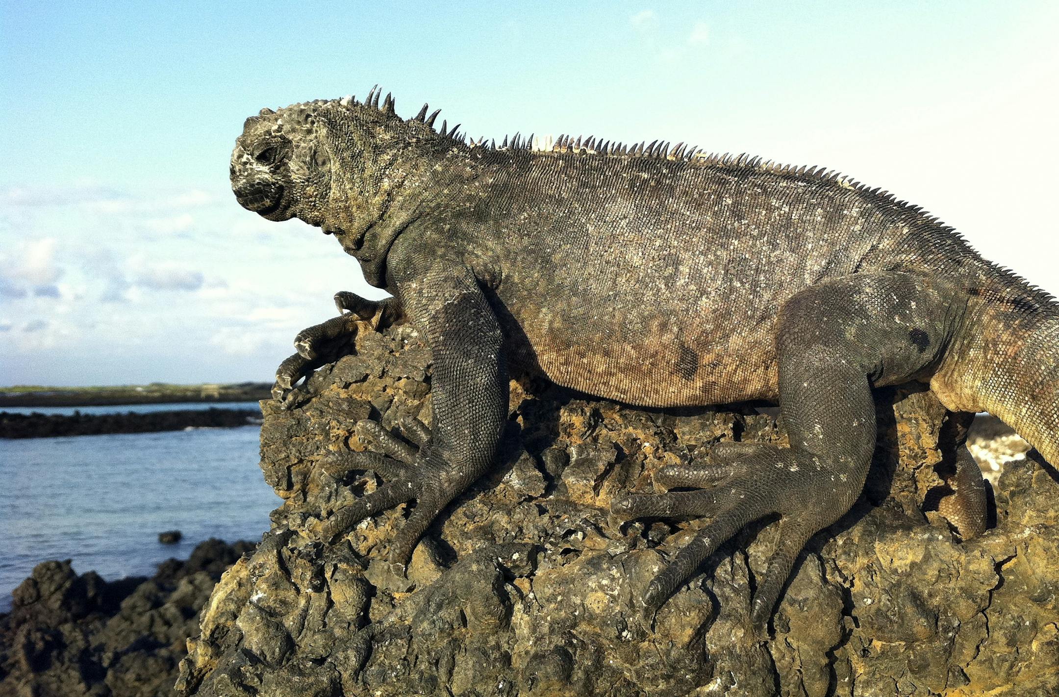 A marine iguana perches atop a rock on Isabela Island, which has several hotels for tourists who pursue land-based explorations of the Galapagos Islands.