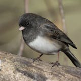 A junco perches on a large branch.