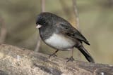 A junco perches on a large branch.