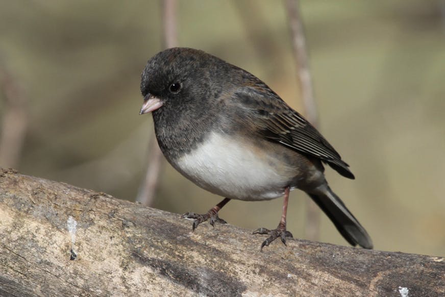 A junco perches on a large branch.