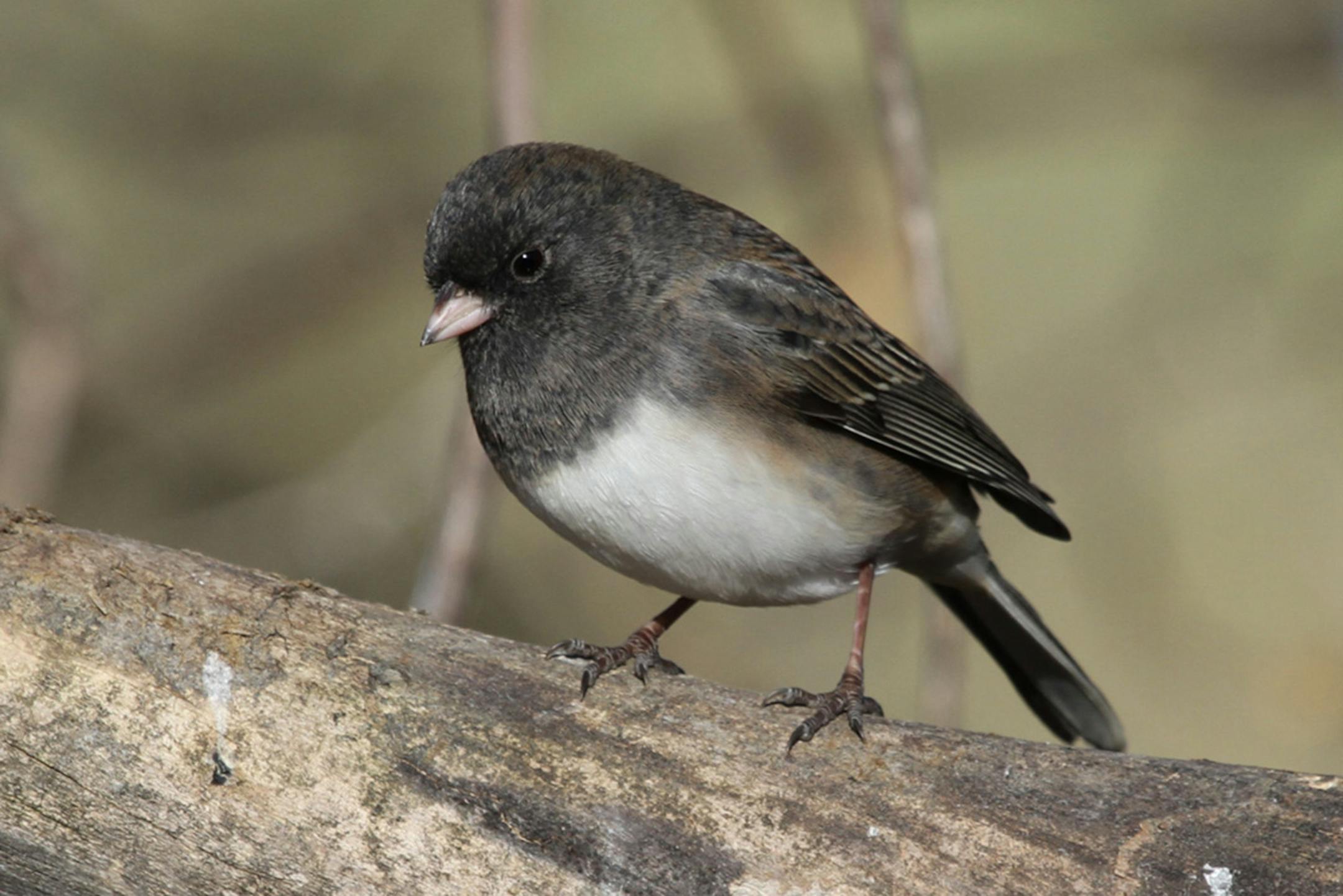 A junco perches on a large branch.