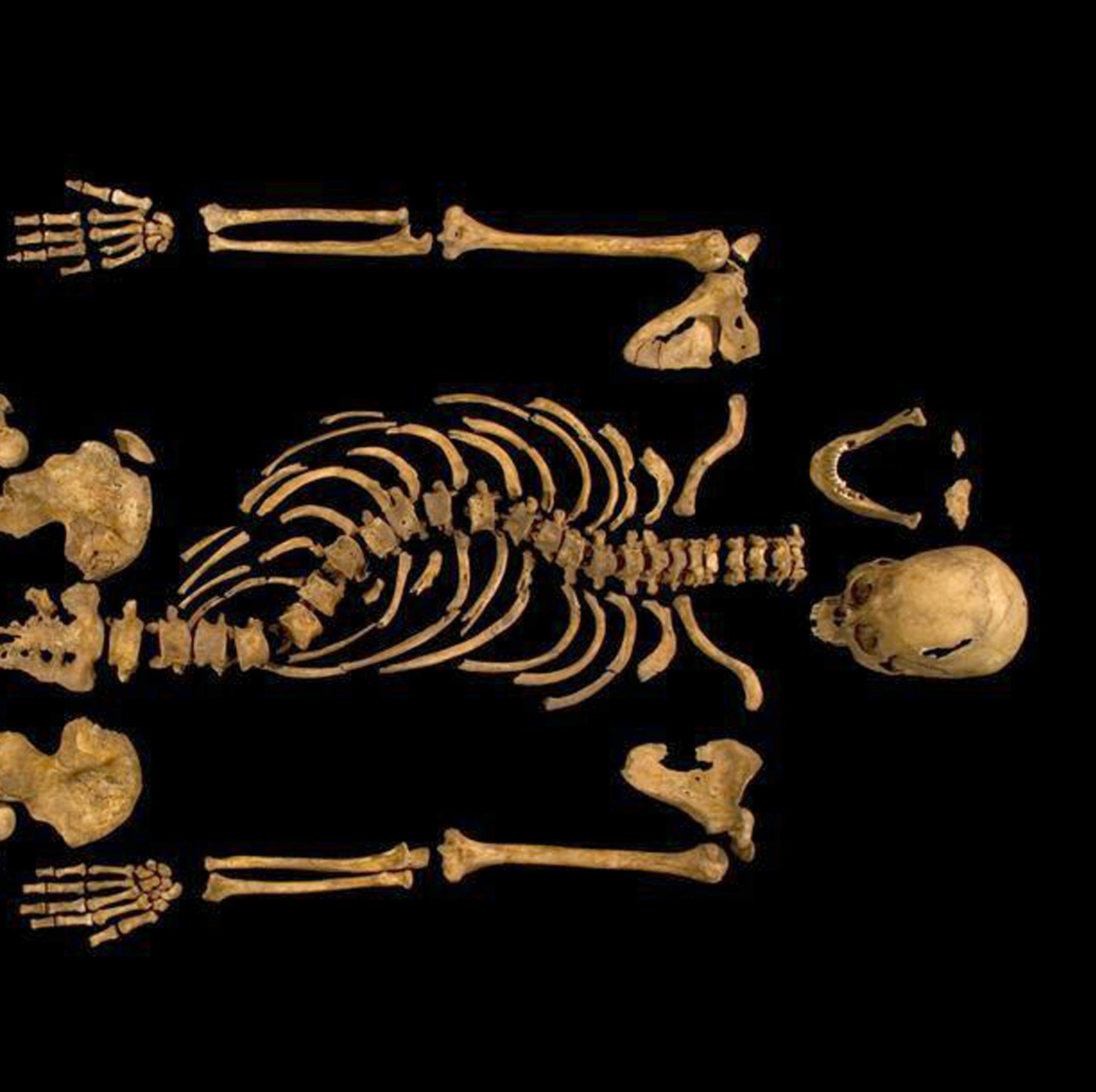 FILE - This is an undated photo made available Monday Feb. 4 2013 by the University of Leicester, England, Monday Feb. 4 2013 of the remains found underneath a car park last September at the Grey Friars excavation in Leicester, which have been declared Monday "beyond reasonable doubt" to be the long lost remains of England's King Richard III, missing for 500 years. A new War of the Roses is raging over the remains of King Richard III. As England's Leicester Cathedral reveals details of its plans