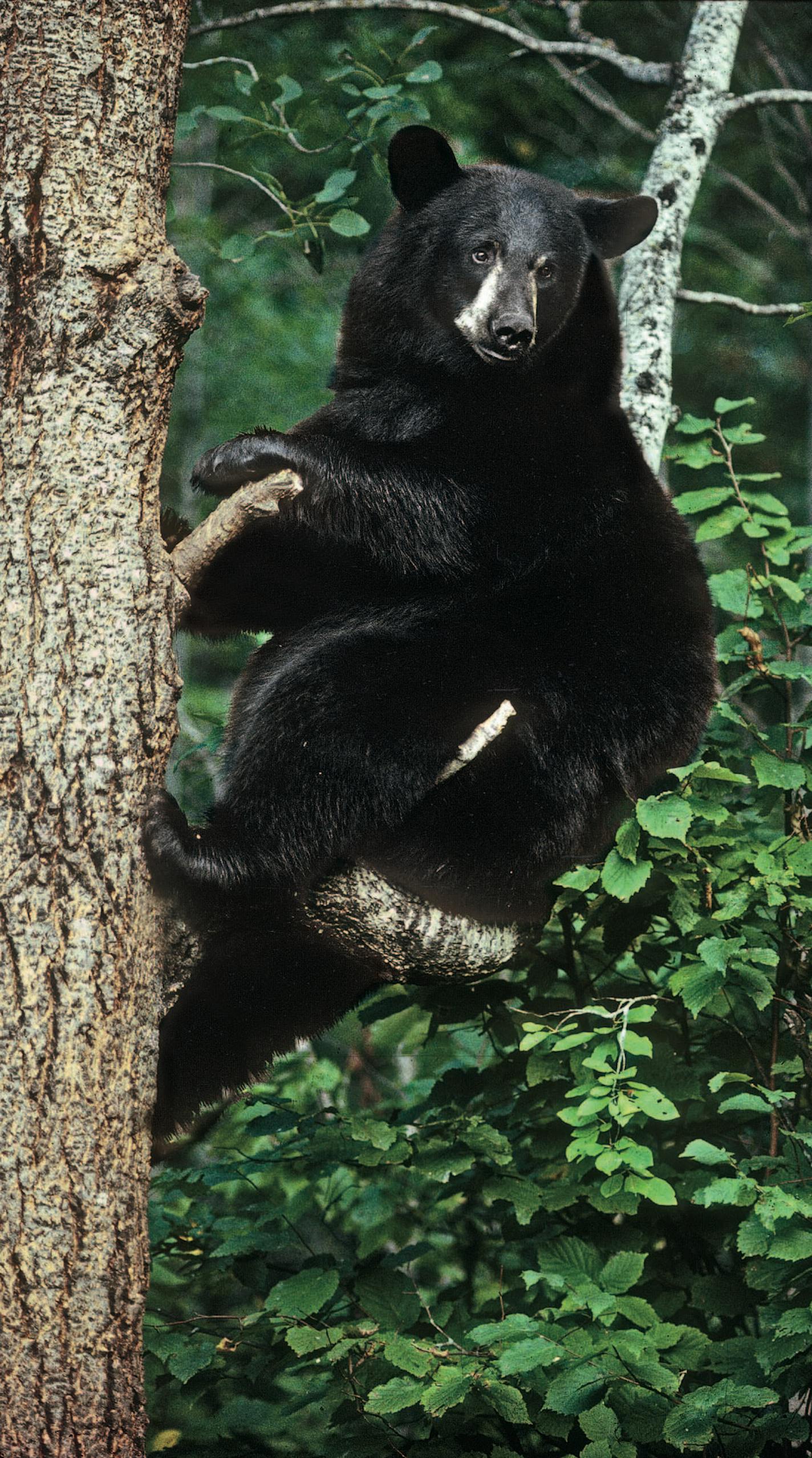 Black Bear