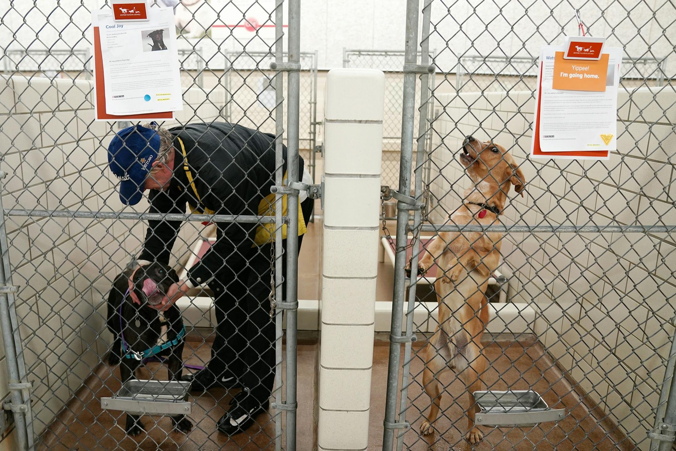 Volunteer Mark Boerger tended to Cool Jay as Watson leapt in the run beside them Thursday.