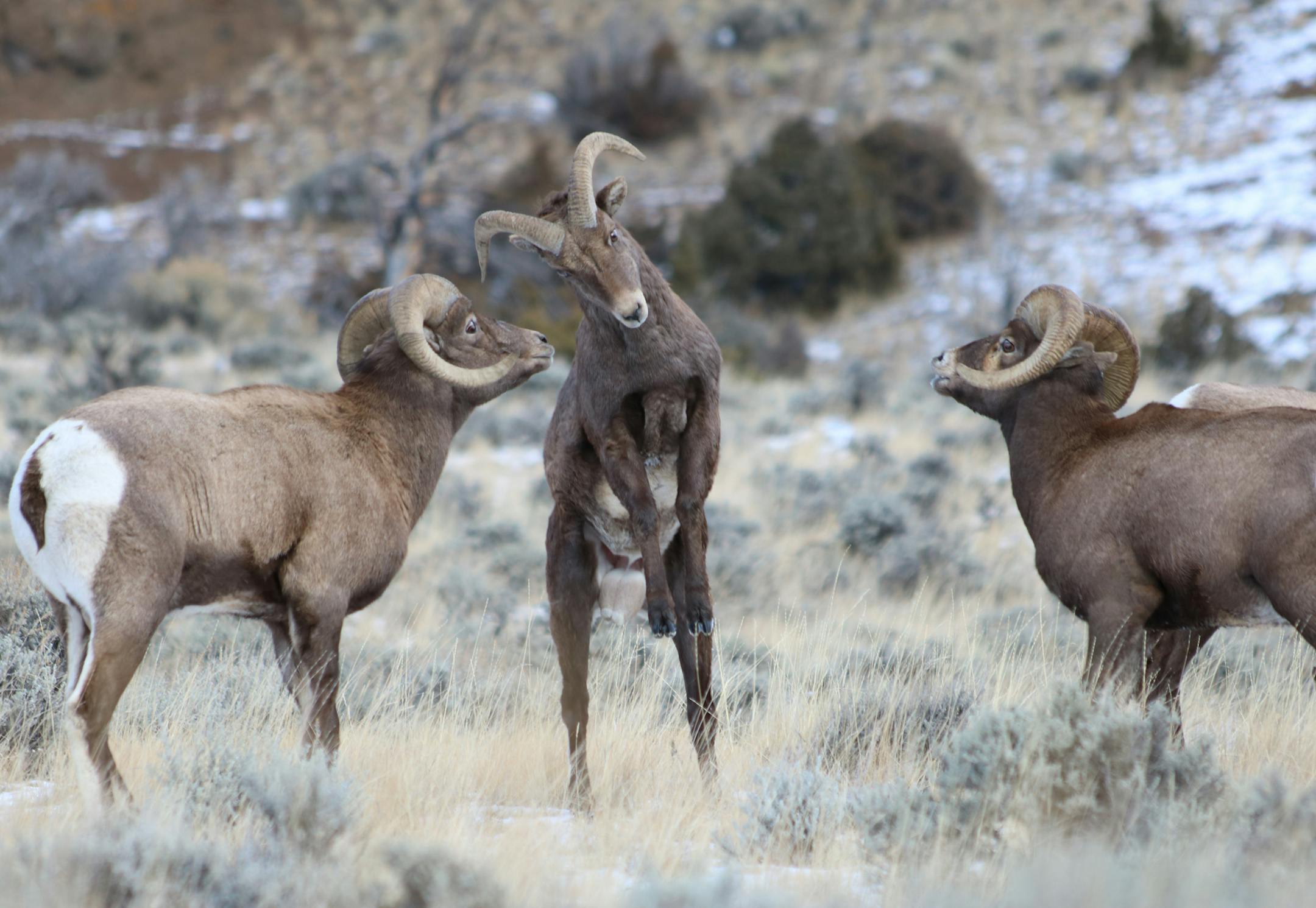 credit: BBC/Lydia Baines
Bighorn Sheep fight over mates in Wyoming in "Kingdoms of the Sky."