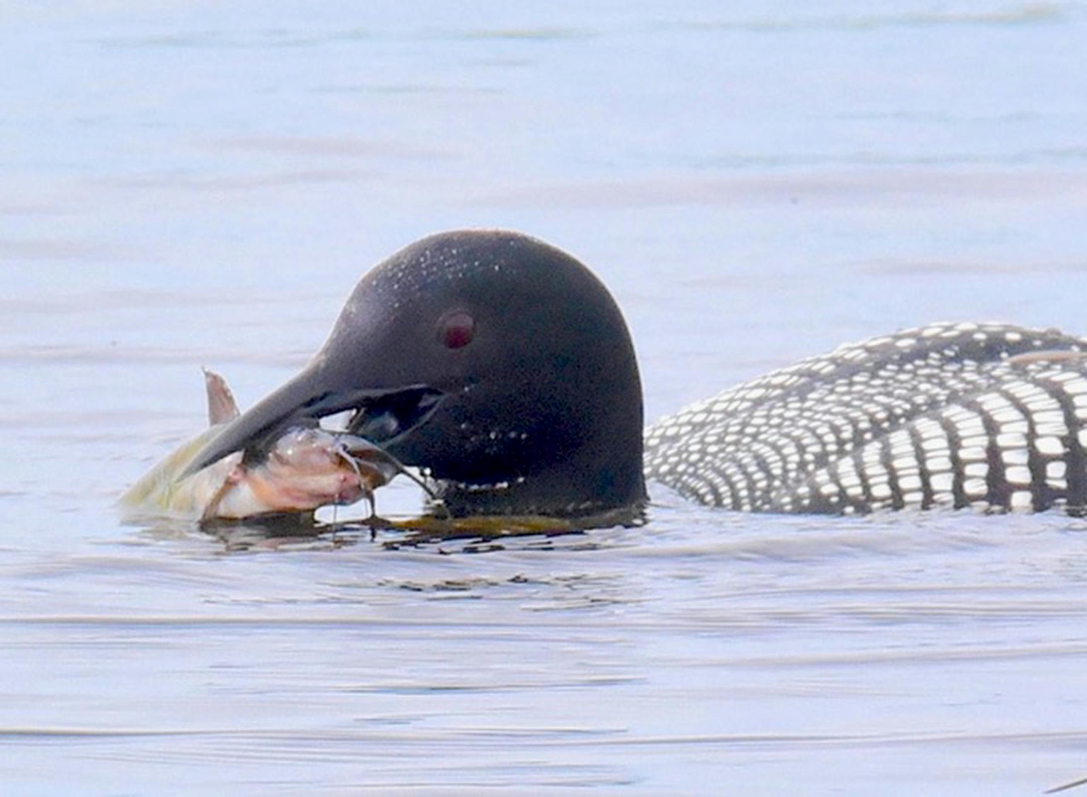 A common loon on water with a bullhead in its beak.
