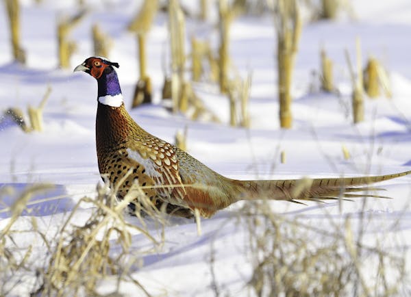 So that more ring-necked pheasants can be found in Minnesota's snow-covered cornfields, the state Department of Natural Resources last week signed a m