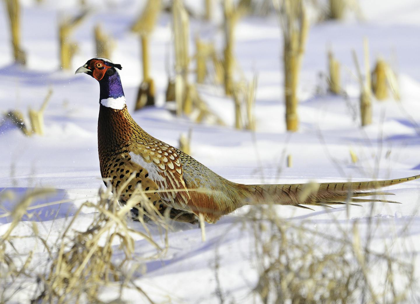 So that more ring-necked pheasants can be found in Minnesota's snow-covered cornfields, the state Department of Natural Resources last week signed a memorandum of understanding with a handful of conservation partners to renew the four-year-old Pheasant Action Plan.