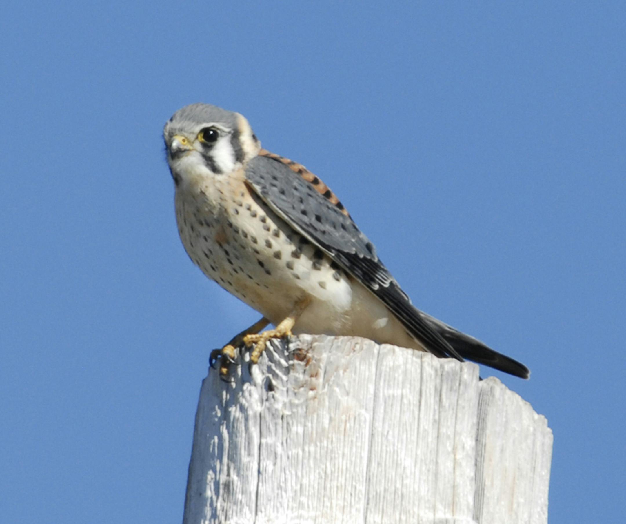 1. A male kestrel watches for its next meal. &#xf3; Photo by Jim Williams