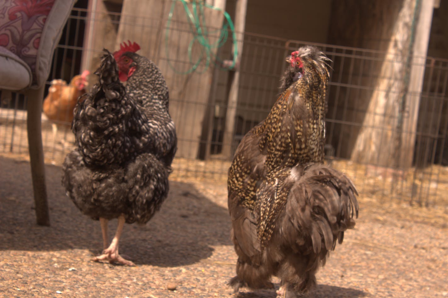 Chickens cluck and file towards a coop owned by Miranda Meyer in St. Paul. Meyer is fighting against chicken permit requirements in the city.