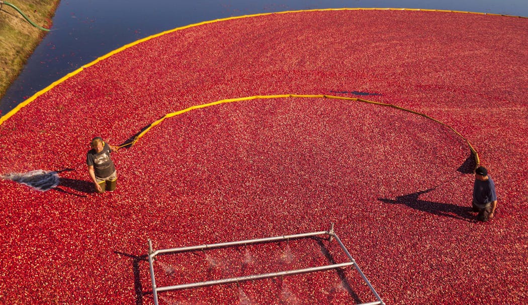In this Sept. 26, 2014 photo, cranberries are corralled to be pumped out of a bog at Brockway Cranberry Inc. in Black River Falls, Wis.