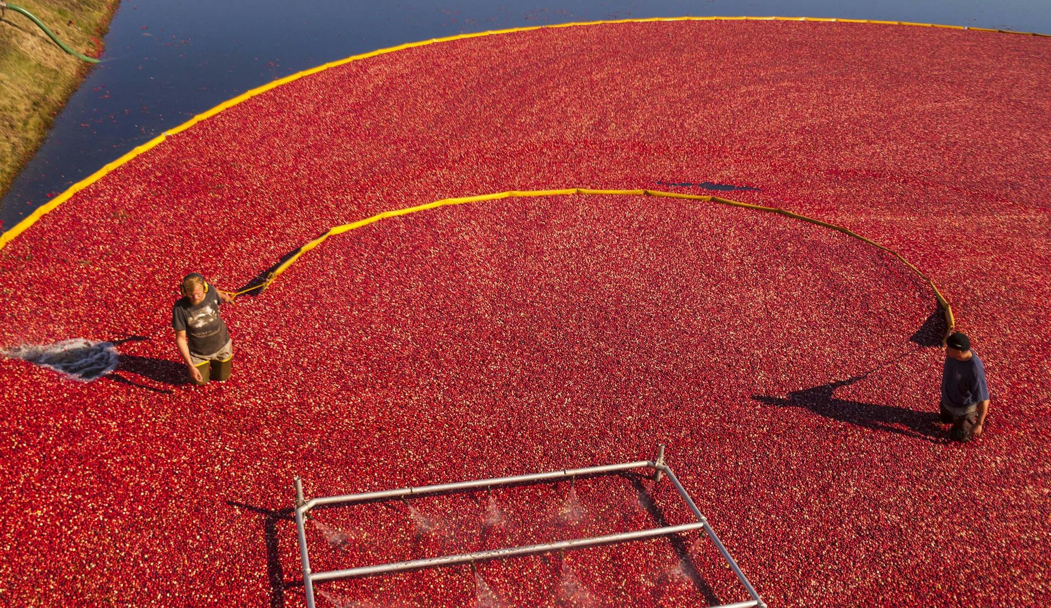 In this Sept. 26, 2014 photo provided by the Wisconsin State Cranberry Growers Association, cranberries are corralled to be pumped out of a bog at Brockway Cranberry Inc. in Black River Falls, Wis.†The U.S. Department of Agriculture predicted Wisconsin's 2015 harvest will be 5 million to 5.3 million barrels of the nation's 8 million barrels of cranberries. (Andy Manis/Wisconsin State Cranberry Growers Association via AP) ORG XMIT: MIN2015102413540335