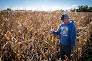 Dave Marquart’s family farm in Waverly on Sept. 21, 2021. Drought conditions that year resulted in a challenging harvest — and now, dry conditions
