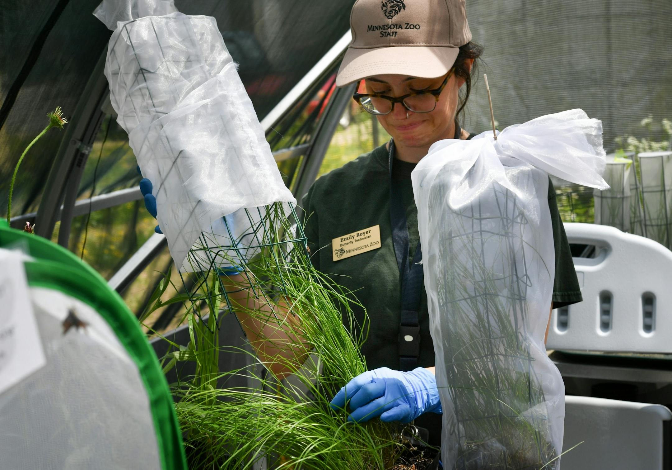 After Dakota Skipper's mate, they lay eggs on this prairie dropseed grass, where the researchers gather the larvae. Emily Royer, Butterfly Technician, is checking to make sure none were missed.
