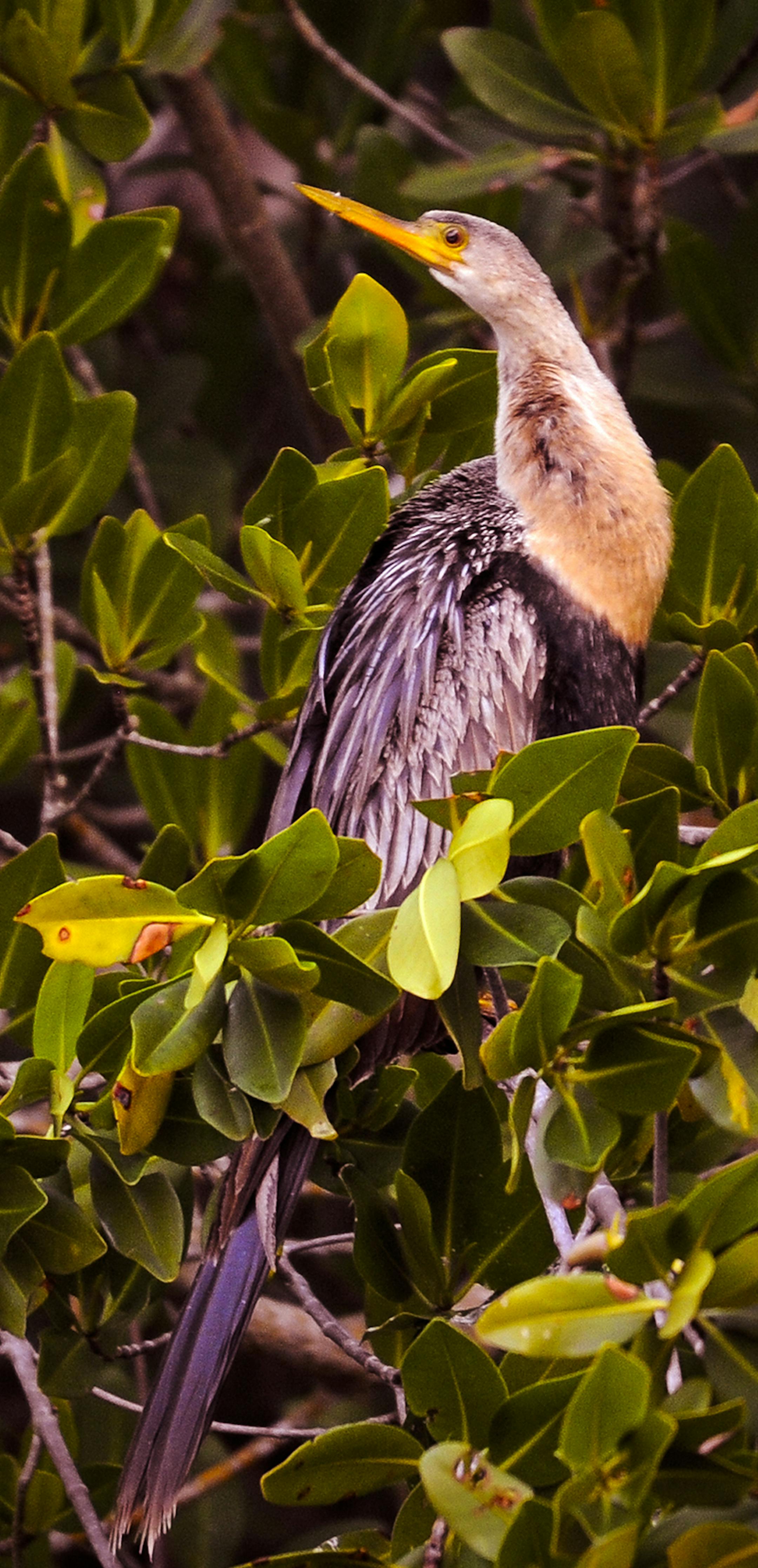 anhinga