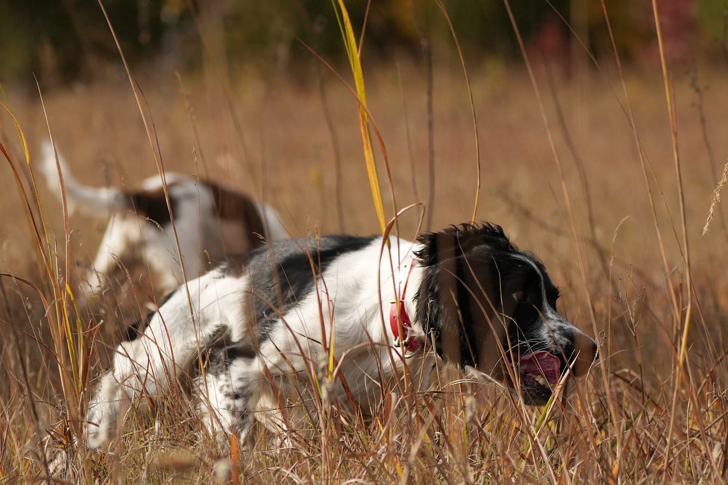 Jack the English springer spaniel will compete in a national championship field event for springers in Austin, Min..