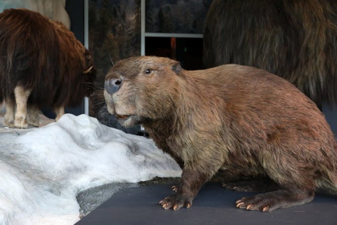 A giant beaver sat on the wooly mammoth display at the new Bell Museum.