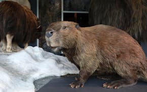 A giant beaver sat on the wooly mammoth display at the new Bell Museum.