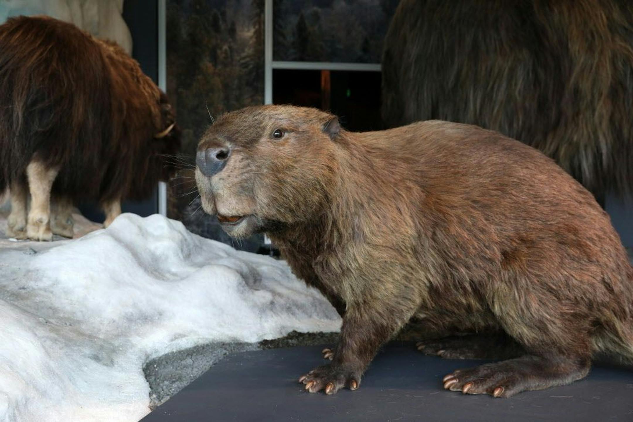 A giant beaver sat on the wooly mammoth display at the new Bell Museum.