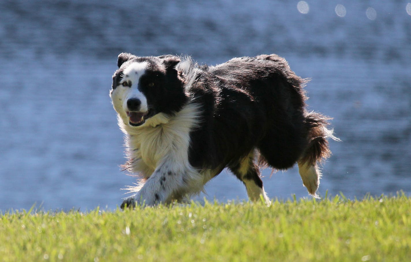 Susan Kinney owns Geese Police, a business that uses border collies to rid homes and businesses from geese. The dogs will chase the geese off by running around them and and even swimming out after them. They are trained not to touch the geese, including Rocky, who bounds around the perimeter of a Pewaukee, Wisc., pond on August 24, 2015. (Michael Sears/Milwaukee Journal Sentinel/TNS) ORG XMIT: 1173001