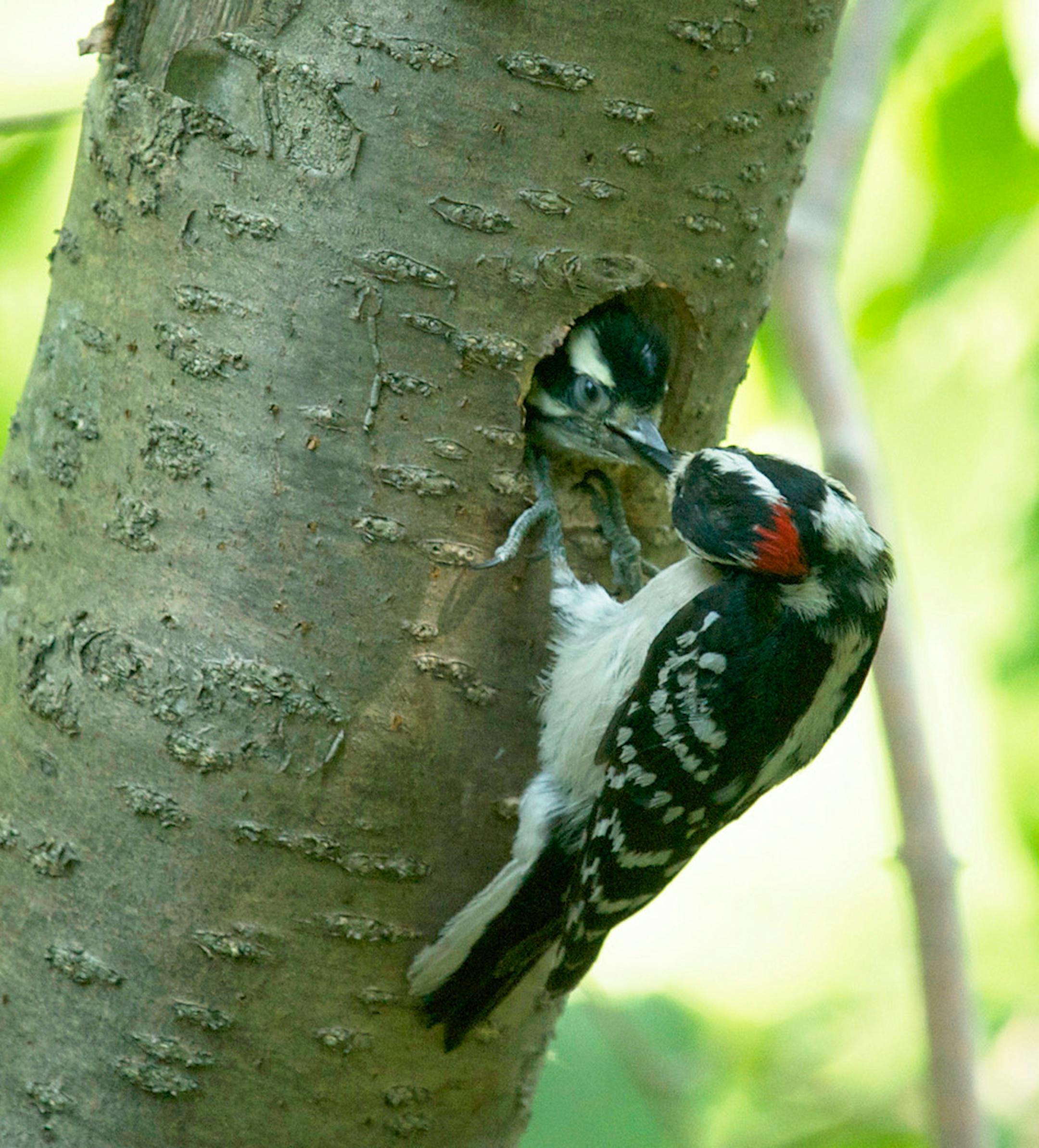 A downy woodpecker dad (note the red spot on its head) brought food back to a nestling.