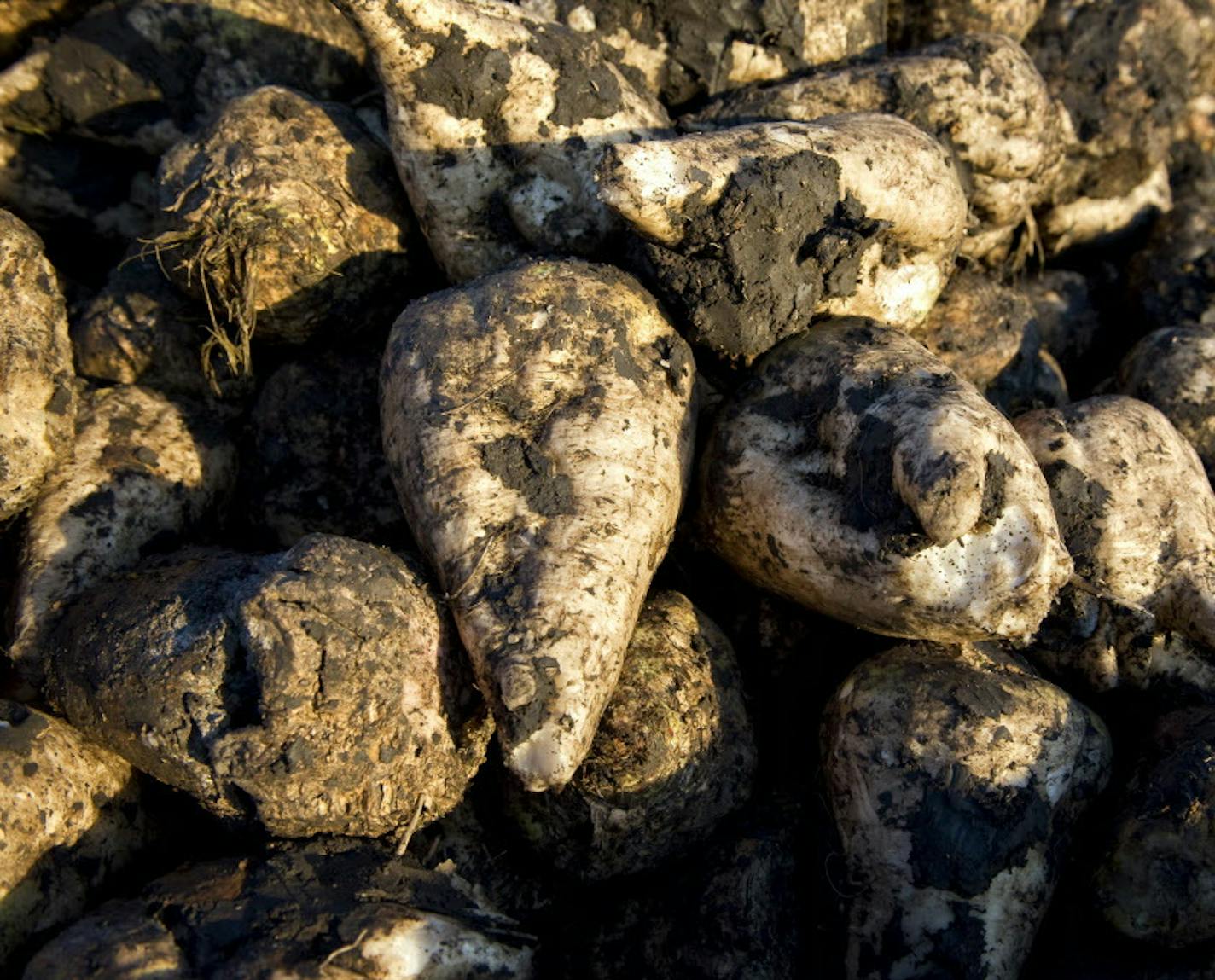 GLEN STUBBE &#x2022; gstubbe@startribune.com -- Monday, October 11, 2011 -- Moorhead, MN -- ] Sugar beets harvested by Mark Nyquist in the early morning on his Moorhead, MN farm. ORG XMIT: MIN2013012415423087