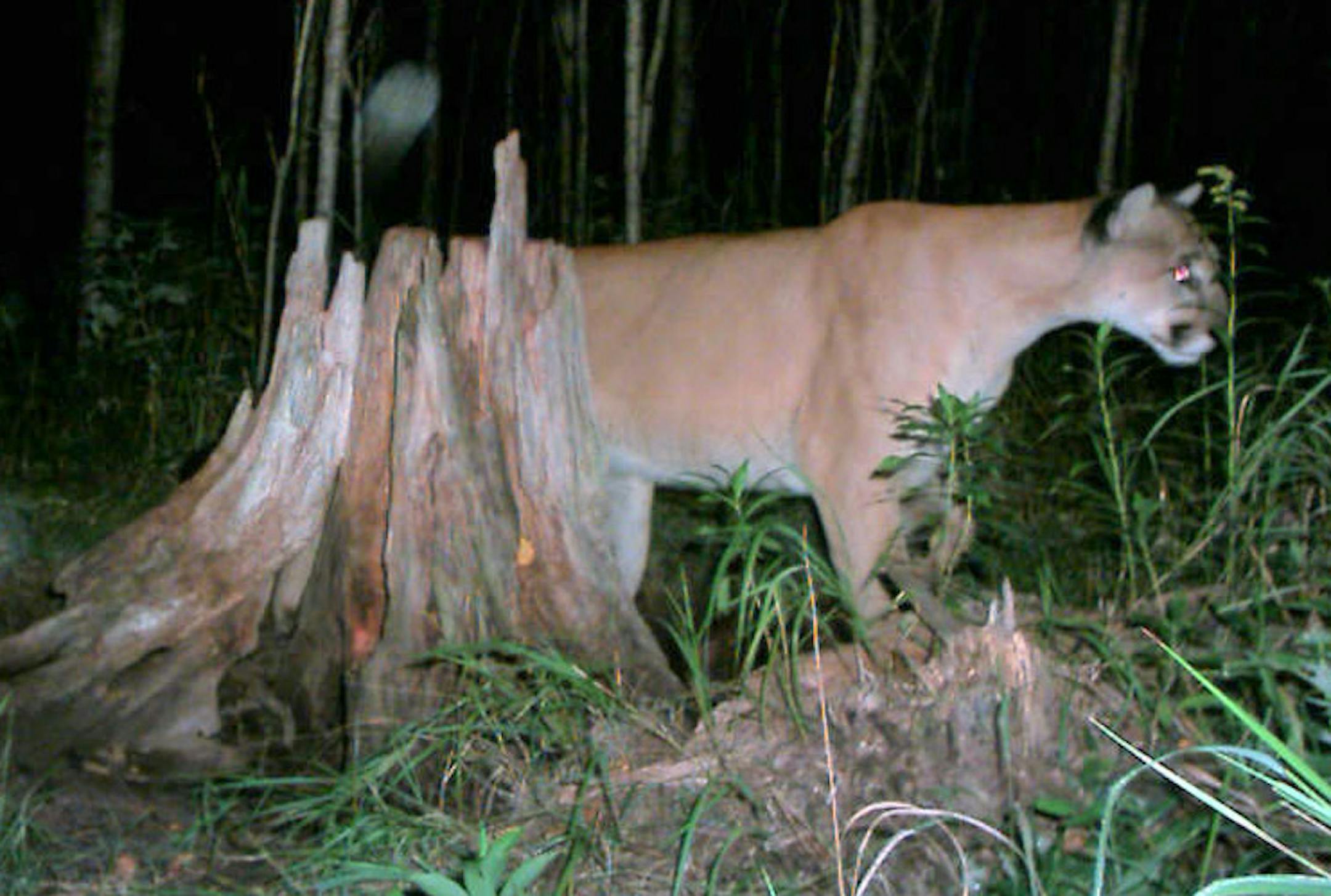 Cougar near Floodwood