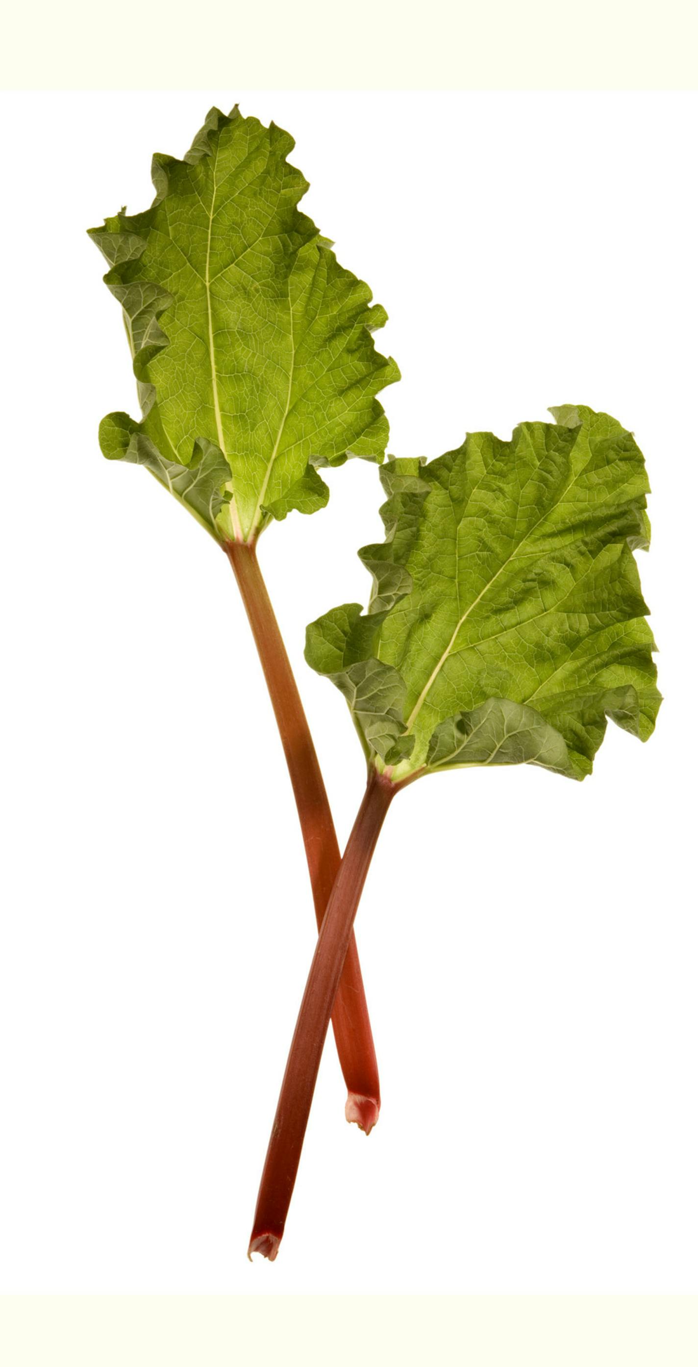 Fresh rhubarb stalks can be chopped as pie filling to make rhubarb pie. (Bob Fila/Chicago Tribune/MCT)