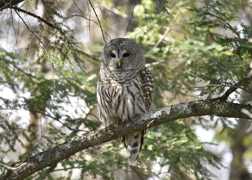 A barred owl on a tree branch in daylight.