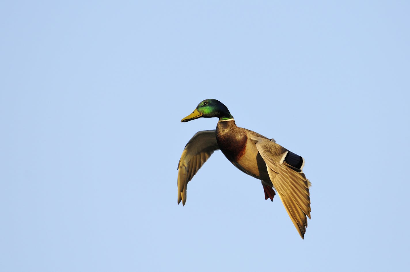 00330-083.17 Mallard Duck drake in flight with wings set as it come in for landing. Hunt, greenhead, waterfowl.