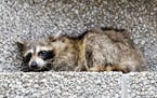 A raccoon sits on a ledge on the Town Square building in downtown St. Paul, Minn., on Tuesday, June 12, 2018. (Evan Frost/Minnesota Public Radio via A
