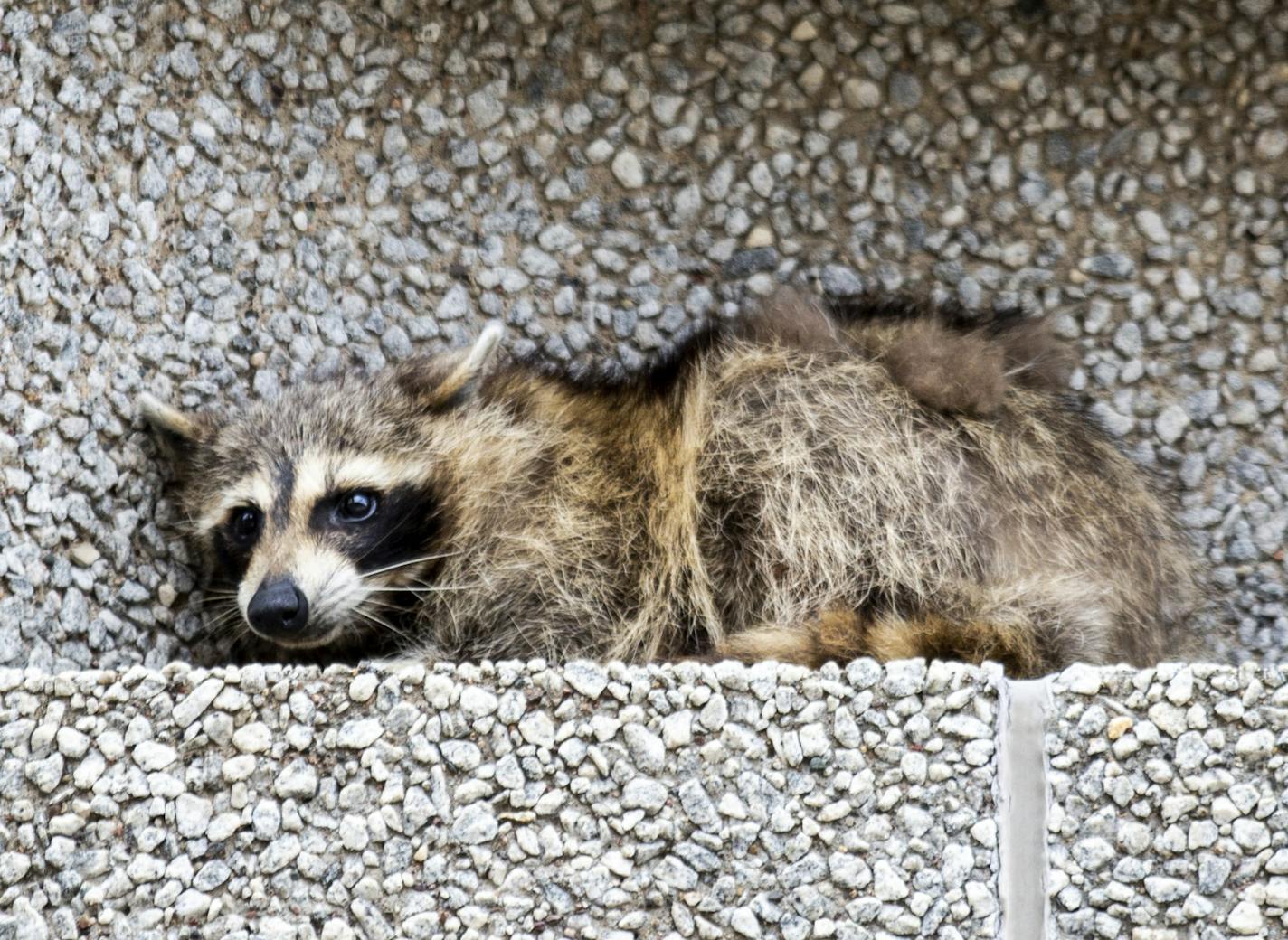 A raccoon sits on a ledge on the Town Square building in downtown St. Paul, Minn., on Tuesday, June 12, 2018. (Evan Frost/Minnesota Public Radio via AP)