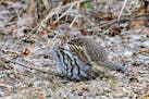 Preliminary DNR numbers show a significant increase in numbers of ruffed grouse, above, which bodes well for the fall hunting season. Warm weather is 