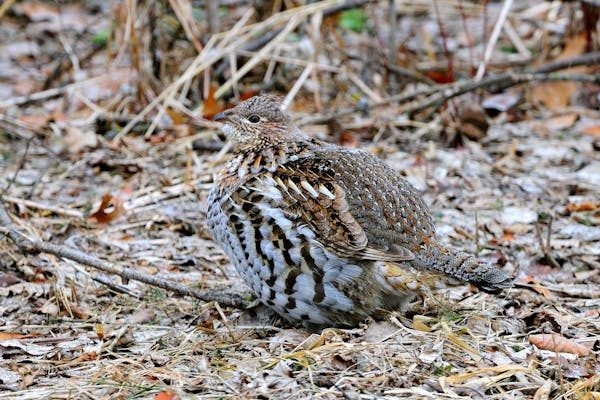 Preliminary DNR numbers show a significant increase in numbers of ruffed grouse, above, which bodes well for the fall hunting season. Warm weather is 