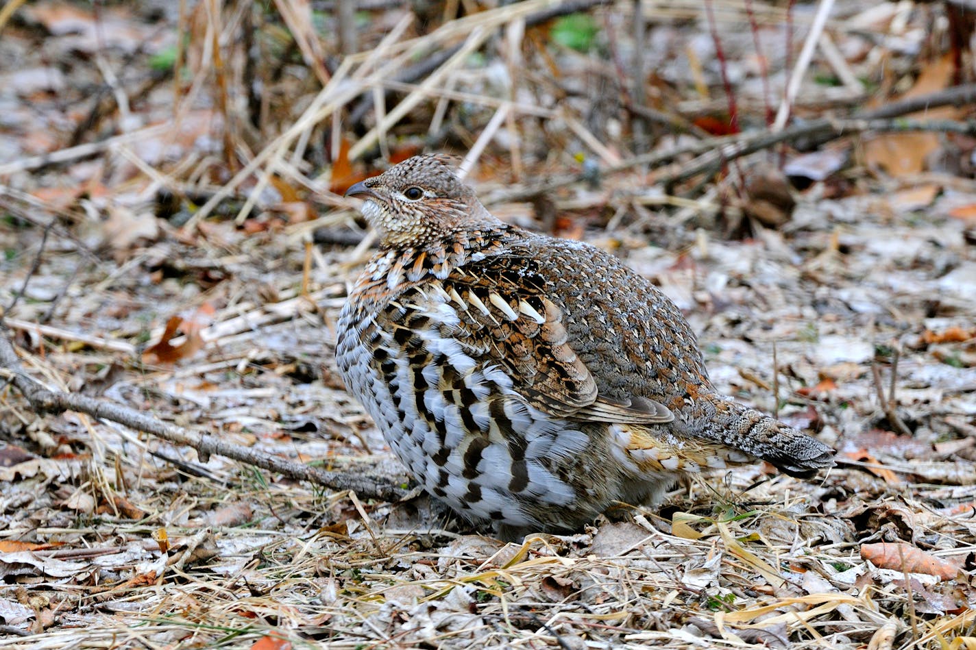 Preliminary DNR numbers show a significant increase in numbers of ruffed grouse, above, which bodes well for the fall hunting season. Warm weather is one factor, but an ill-timed cold snap can alter those forecasts.