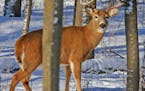 Drier weather and less standing corn helped Minnesota hunters register 145,054 deer through the second weekend of the gun season.