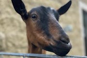 Hazelnut, the goat stolen from Great River School, a Montessori charter school in St. Paul, and later found dead.