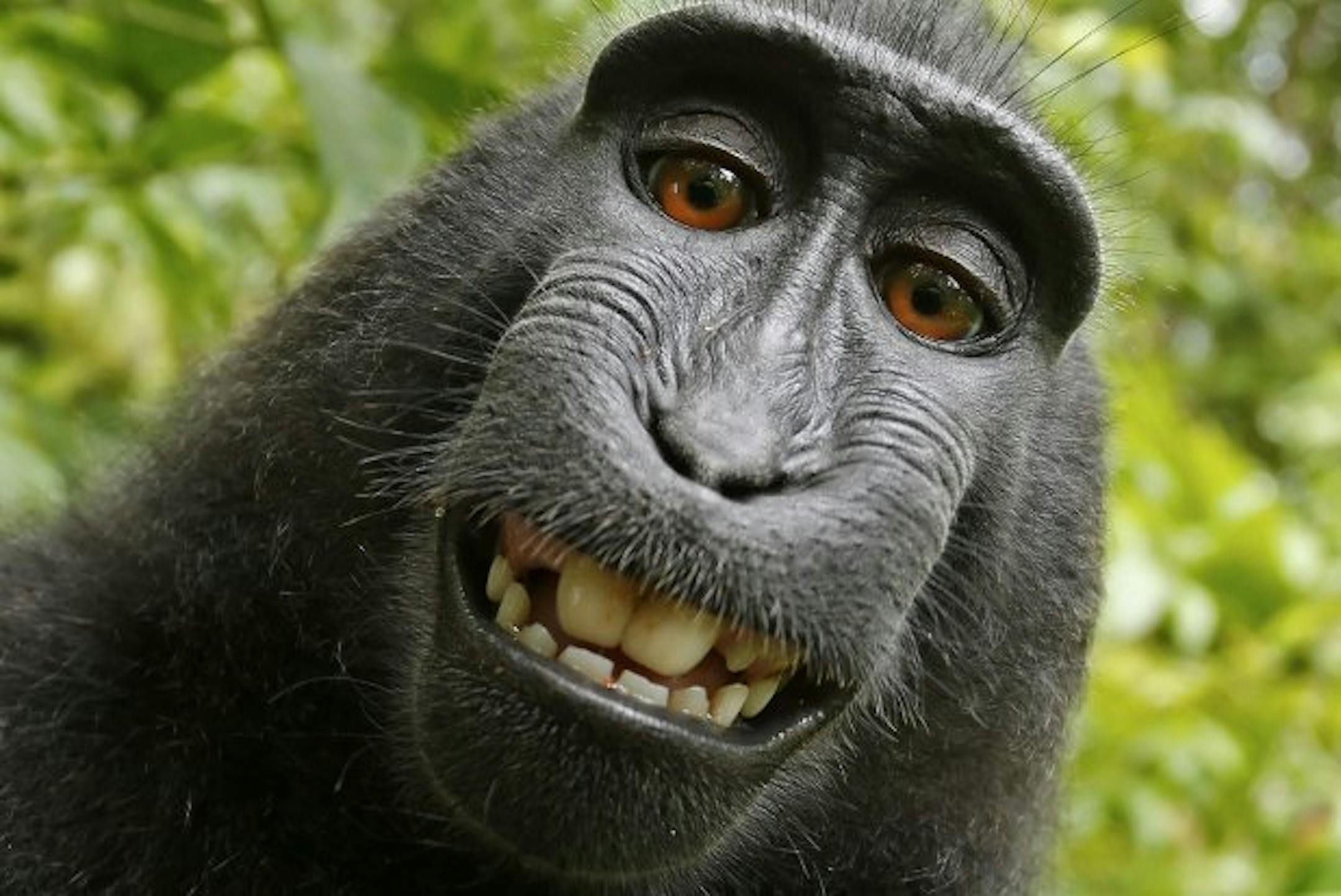 Naruto took this picture in the wilds of Indonesia after a photographer momentarily stepped away from his camera.